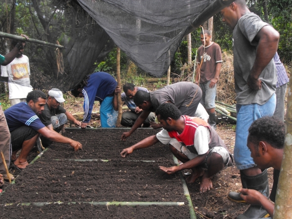 Demonstrating the result of training farmers in Fiji, 2012.  Photo credit: Birdlife Fiji.