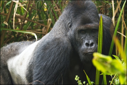 Grauer's gorilla, KBNP DRC Joe McKenna creative commons 2.0 licence