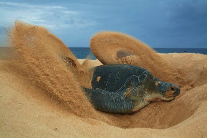 rsz_ascension_island_green_turtle_cover_up_sam_weber_aig_conservation_dep