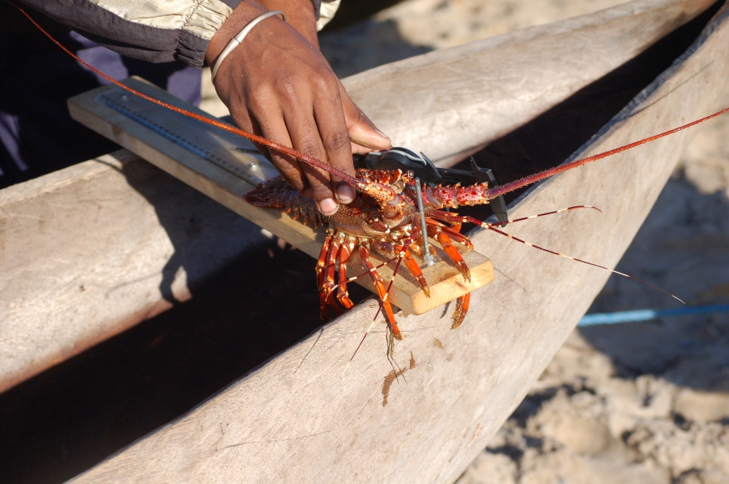 The main catch - a spiny lobster (c) SEED Madagascar