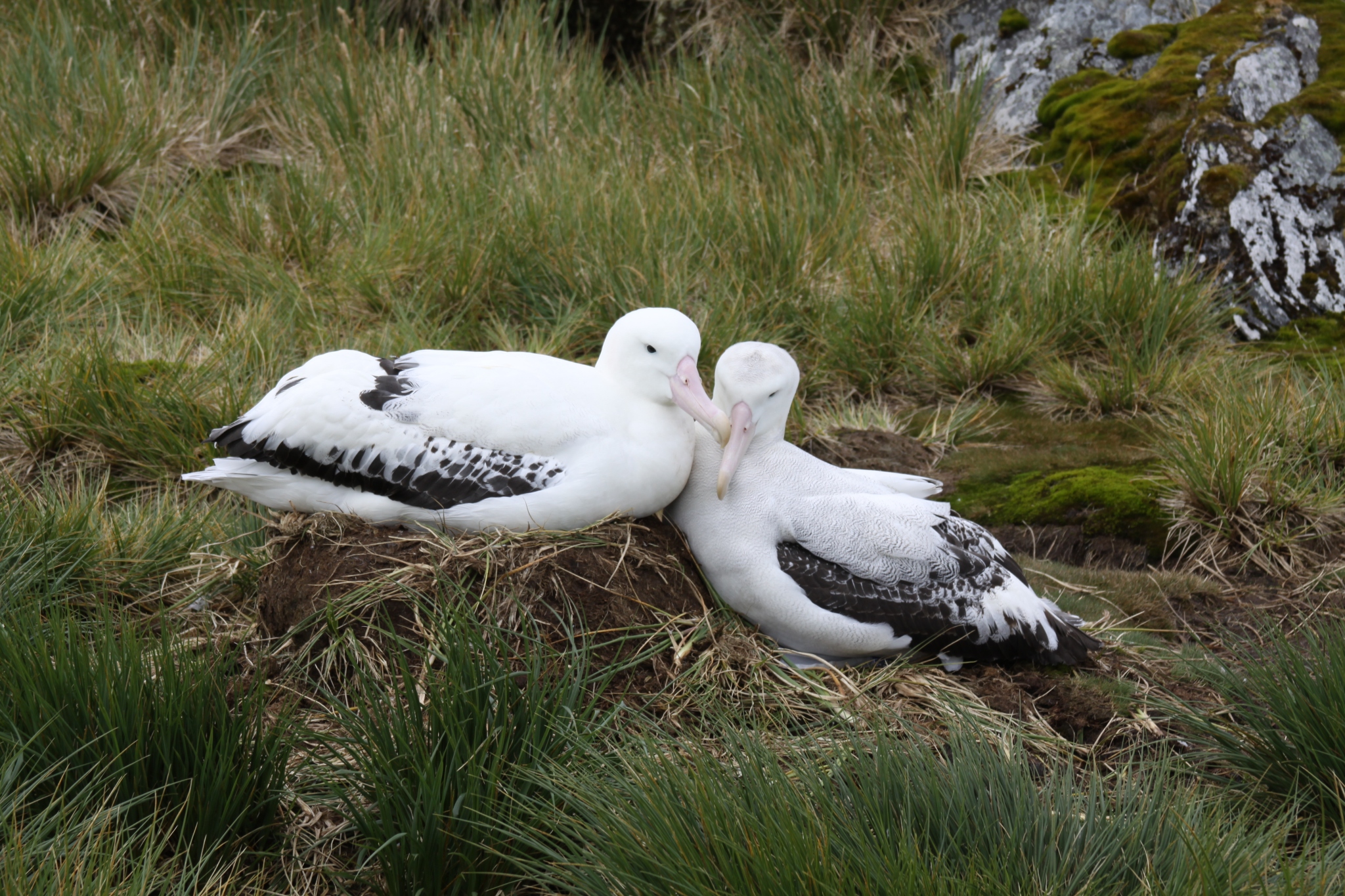 Falklands DPLUS092 Wandering albatross couple, Credit - Ana Carneiro