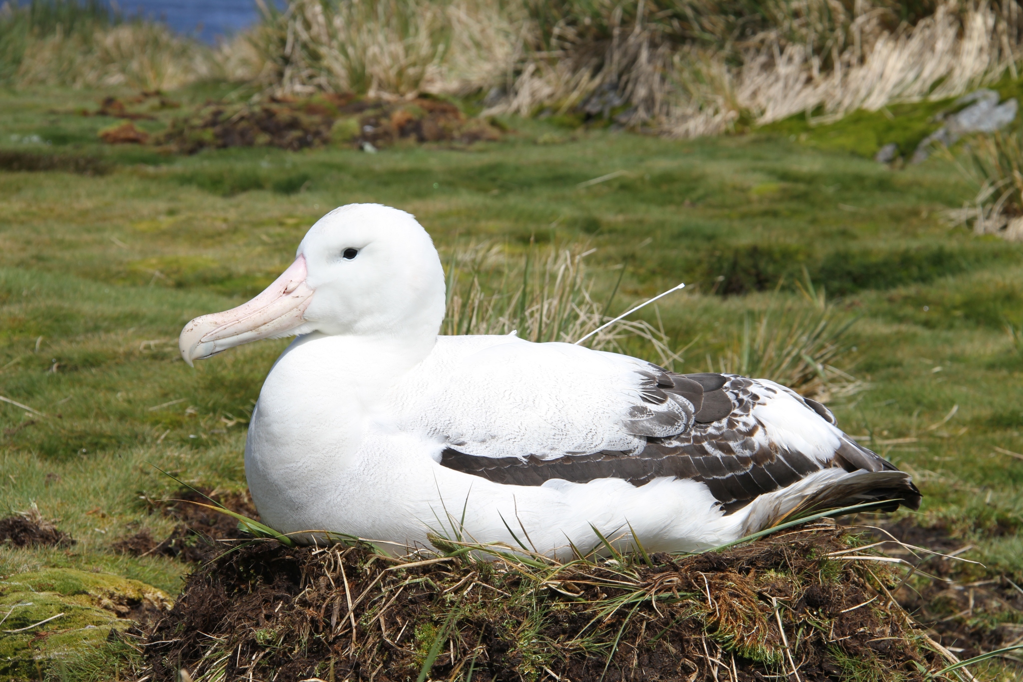 Falklands DPLUS092 Wandering albatross protecting nest, Credit - Alex Dodds