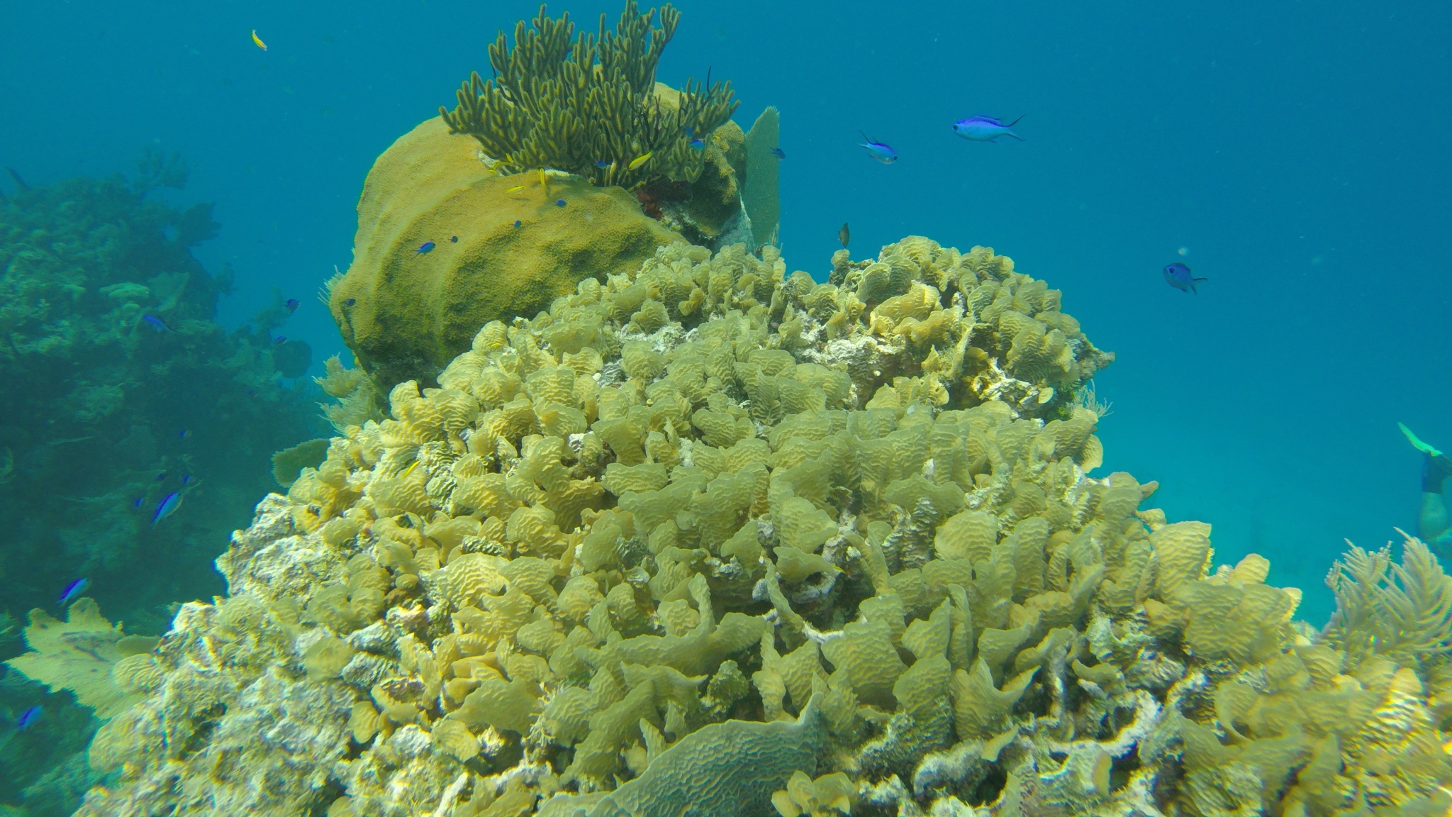 DCIM100GOPROG0197685. Diving in coral reefs in Honduras